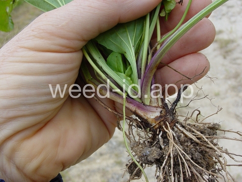 plantain, blackseed